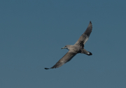Baldriga mediterrànea (Puffinus yelkouan)