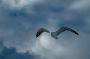 Gavià argentat ( Larus michahellis )