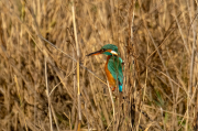 Blauet ( Alcedo atthis )
