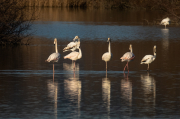 Flamenc ( Phoenicopterus ruber)