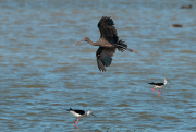 Capó reial ( Plegadis falcinellus )