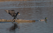 Corb marí ( Phalacrocorax carbon )