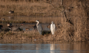 Agró blanc ( Ardea alba ) i Bernat pescaire (Ardea cinerea)