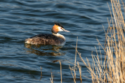 Cabussó emplomallat (Podiceps cristatus)