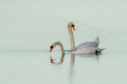 Cigne mut ( Cygnus olor )