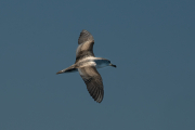 Baldriga mediterrànea (Puffinus yelkouan)