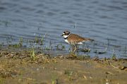 Corriol petit (Charadrius dubius)