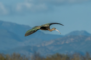 Capó reial ( Plegadis falcinellus )