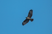 Aligot comú ( Buteo buteo )