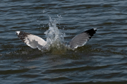 Gavià argentat ( Larus michahellis )