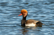 Xibec (Netta rufina)