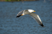 Gavià argentat ( Larus michahellis )