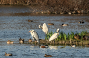 Agró blanc ( Ardea alba )Bec Planer (Platalea leucorodia)Bernat pescaire ( Ardea cinerea )