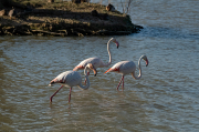 Flamenc ( Phoenicopterus ruber)