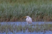 Agró blanc ( Ardea alba )