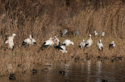 Cigonyes ( Ciconia ciconia )