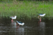 Cames llargues (Himantopus himantopus)