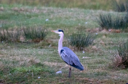 Bernat pescaire ( Ardea cinerea )