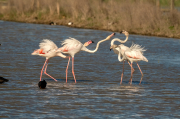 Flamenc ( Phoenicopterus ruber)