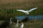 Martinet blanc (Egretta garzetta),Esplugabous (Bubulcus ibis)