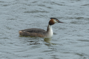 Cabussó emplomallat (Podiceps cristatus)
