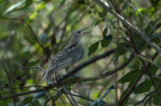 Estornell vulgar (Sturnus vulgaris)