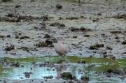 Tórtora europea (Streptopelia turtur)