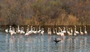 Flamenc ( Phoenicopterus ruber)