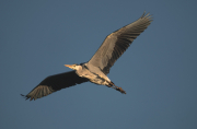 Bernat pescaire ( Ardea cinerea )