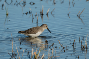 Territ variant (Calidris alpina)