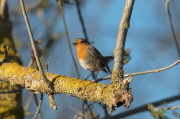 Pit roig (Erithacus rubecola)