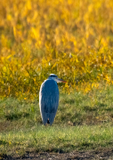 Bernat pescaire ( Ardea cinerea )