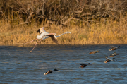 Flamenc ( Phoenicopterus ruber)