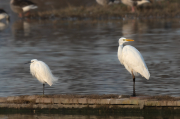 Agró blanc ( Ardea alba )i Martinet blanc (Egretta garzetta)