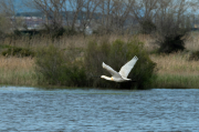 Bec Planer (Platalea leucorodia)