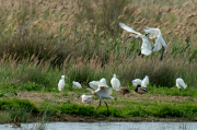 Bec Planer (Platalea leucorodia)