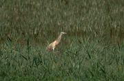 Martinet ros ( Ardeola ralloides )