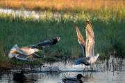 Gavià argentat ( Larus michahellis )