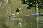 Martinet de nit (Nycticorax nycticorax)