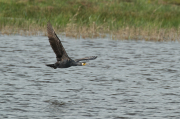 Corb marí ( Phalacrocorax carbon )