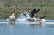 Oca de galta blanca (Branta leucopsis)  Oca vulgar (Anser anser)
