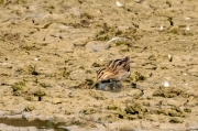 Becadell comú. Gallinago gallinago.