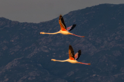 Flamenc ( Phoenicopterus ruber)