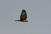 Aligot comú ( Buteo buteo )