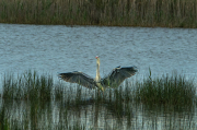 Bernat pescaire ( Ardea cinerea )