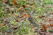 Pit roig (Erithacus rubecola)