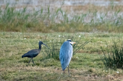 Bernat pescaire (Ardea cinerea) Capó reial ( Plegadis falcinellus )