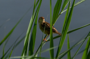 Trist (Cisticola juncidis)