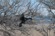 Corb marí ( Phalacrocorax carbon )