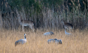 Daines. ( Dama dama ) Grues ( Grus grus )